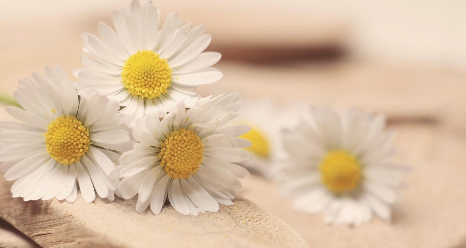 Chamomile does feature in one of the world's biggest brands - Hendrick's. Chamomile does feature in one of the world's biggest brands - Hendrick's.