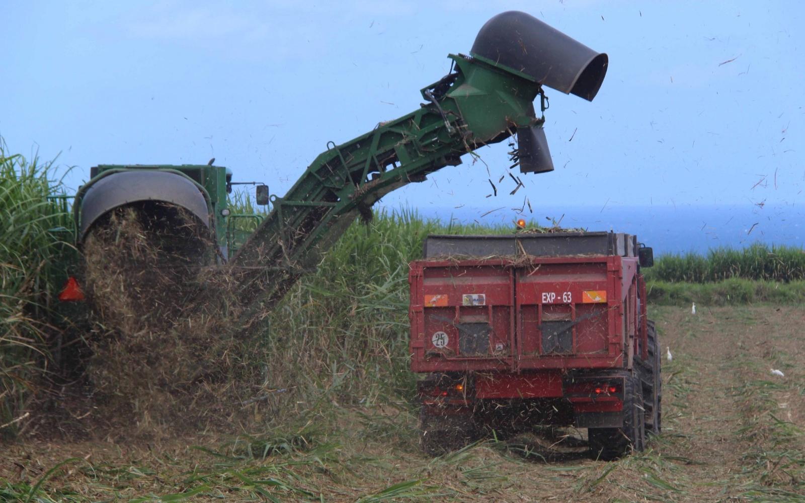 Harvesting Sugarcane Harvesting Sugarcane