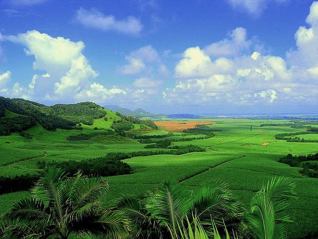 Sugarcane plantation in Mauritius - Photo: Asadbabil / Wikimedia Commons Sugarcane plantation in Mauritius - Photo: Asadbabil / Wikimedia Commons