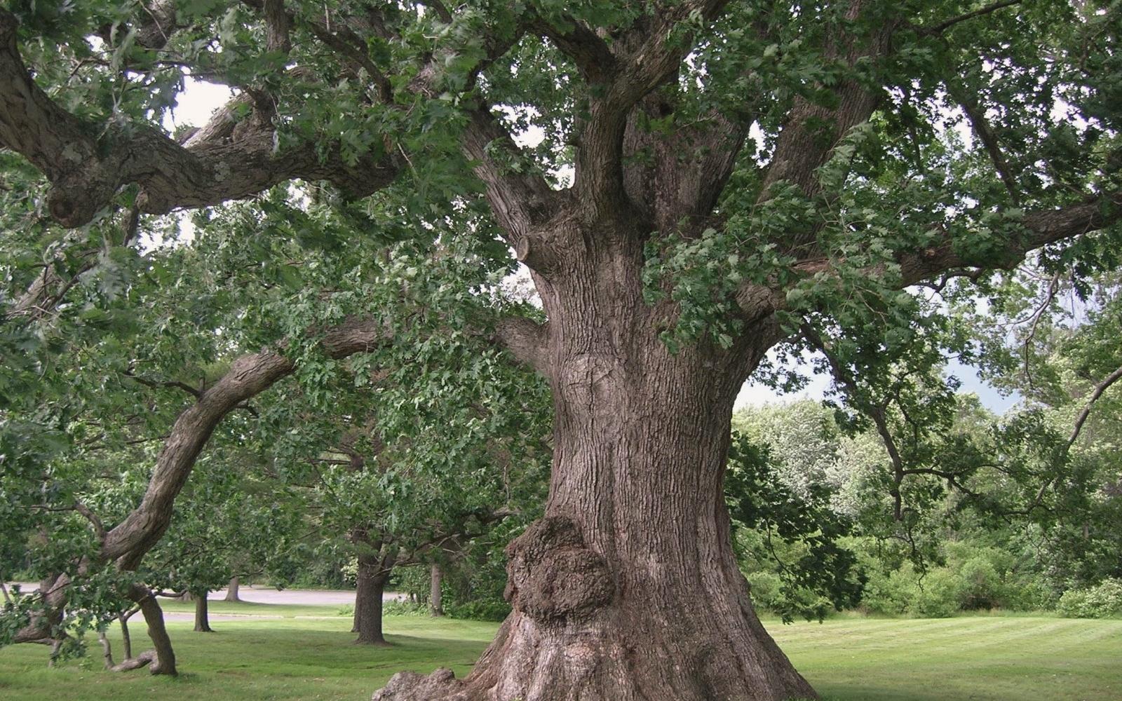 White Oak Tree - Photo: Wikimedia Commons / Msact White Oak Tree - Photo: Wikimedia Commons / Msact