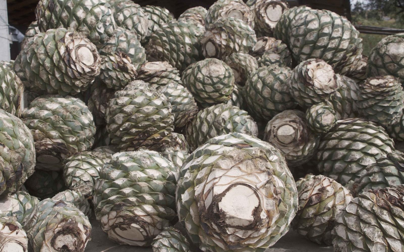 Espadin Agaves - Photo: Duvier Poviones/Santo Diablo Mezcal Espadin Agaves - Photo: Duvier Poviones/Santo Diablo Mezcal