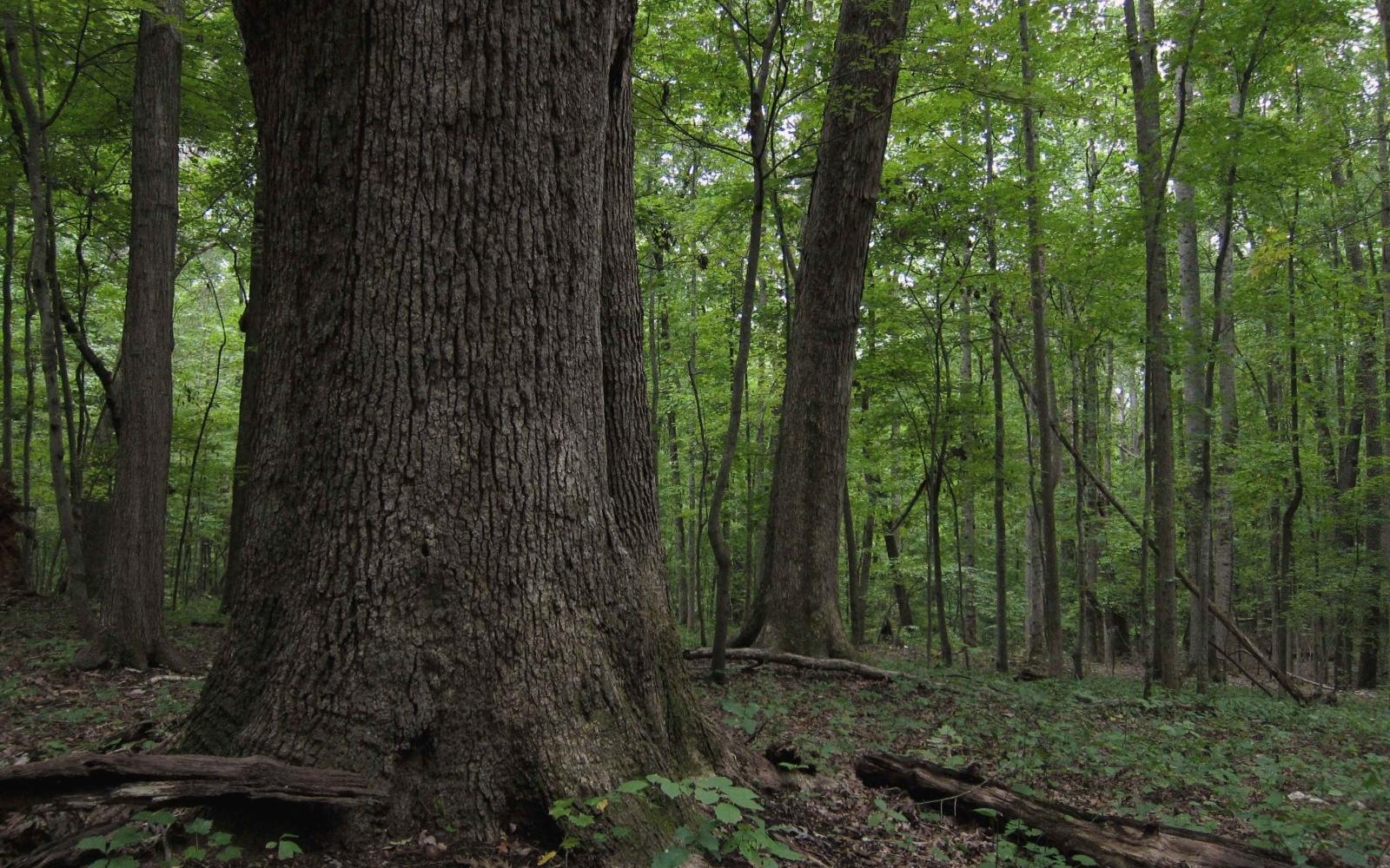 White oak (Quercus alba) - Photo: Flickr/ Miguel Vieira White oak (Quercus alba) - Photo: Flickr/ Miguel Vieira