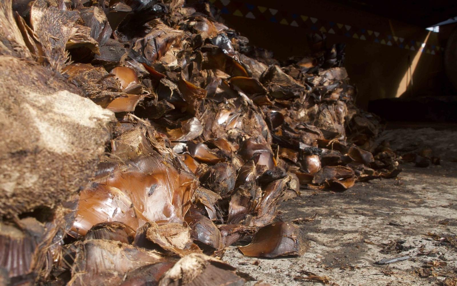 Cooked Agave - Photo: Duvier Poviones/Santo Diablo Mezcal Cooked Agave - Photo: Duvier Poviones/Santo Diablo Mezcal