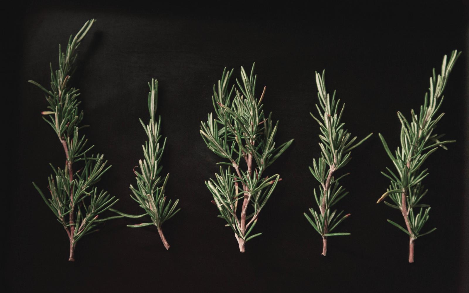 The Rosemary's oily quality and strong scent make it the perfect ingredient in a Gin