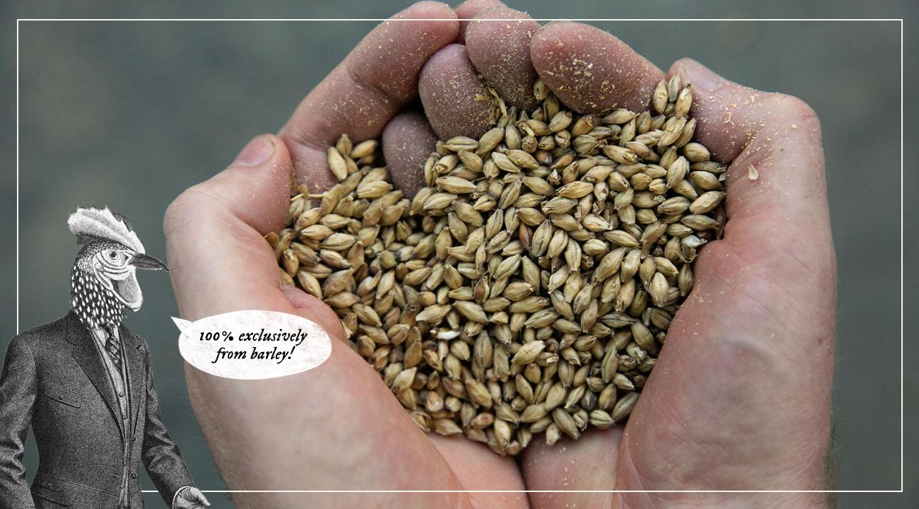Barley