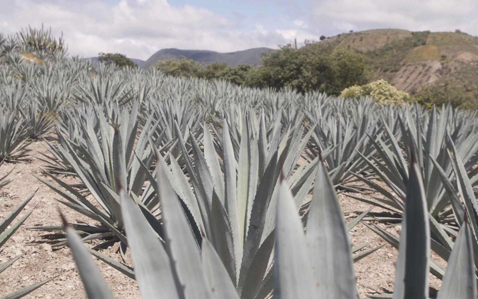 Espadin Agave field - Photo: Duvier Poviones/Santo Diablo Mezcal Espadin Agave field - Photo: Duvier Poviones/Santo Diablo Mezcal
