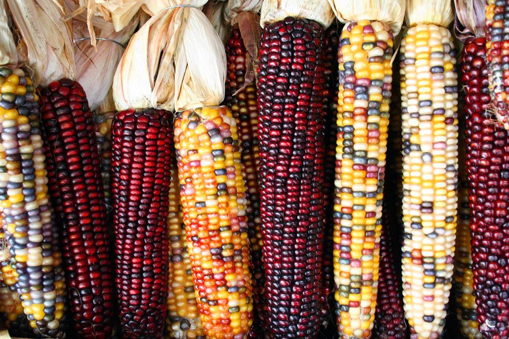 Heirloom Corn. Source: Wikipedia/Sam Fentress Heirloom Corn. Source: Wikipedia/Sam Fentress