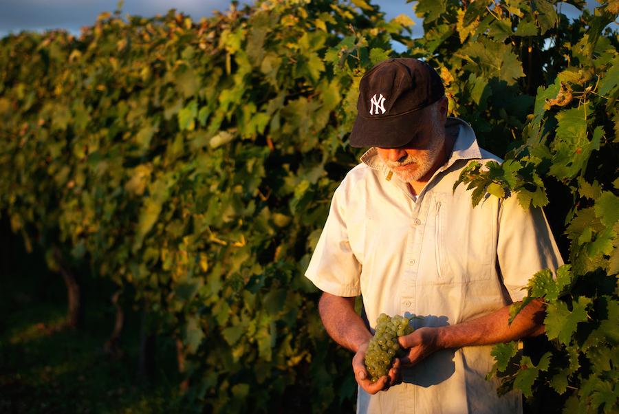 Jean Luc Lassoudière, co-owner of Lecat Cognac, in the Vineyard - Photo: Lecat Jean Luc Lassoudière, co-owner of Lecat Cognac, in the Vineyard - Photo: Lecat