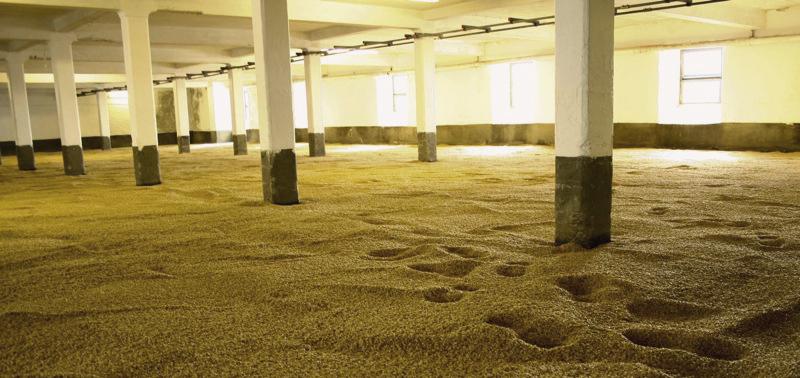Malting Barley - PHOTO: FLICKR/Paul Joseph Malting Barley - PHOTO: Flickr/Paul Joseph