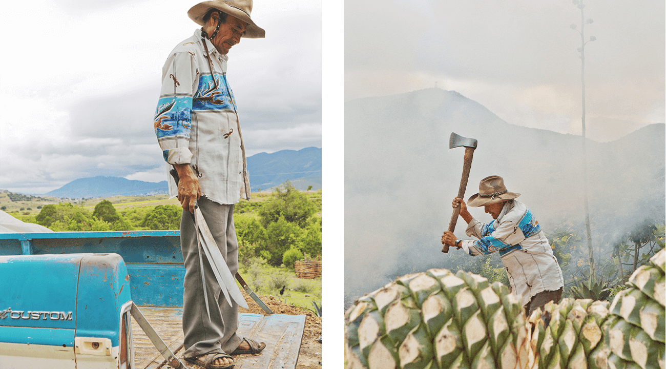 Oaxacan Jimador