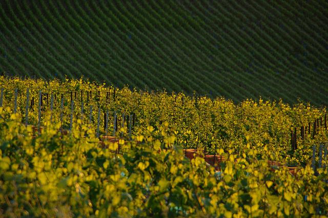 Photo: Flickr - tarlant Photo: Flickr - tarlant