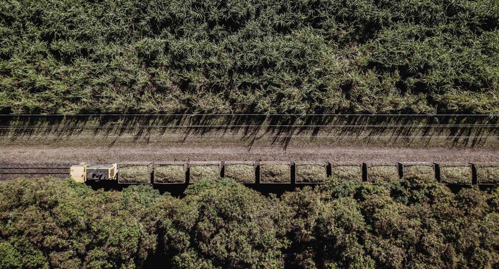 Sugar Cane Fields Sugar Cane Fields