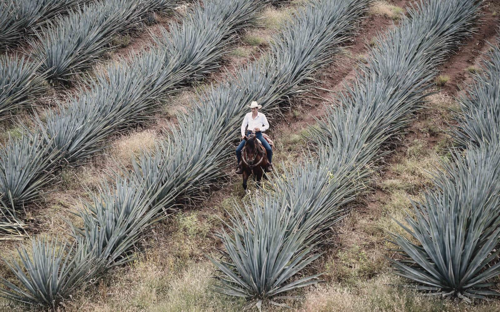 Agave Fields Agave Fields