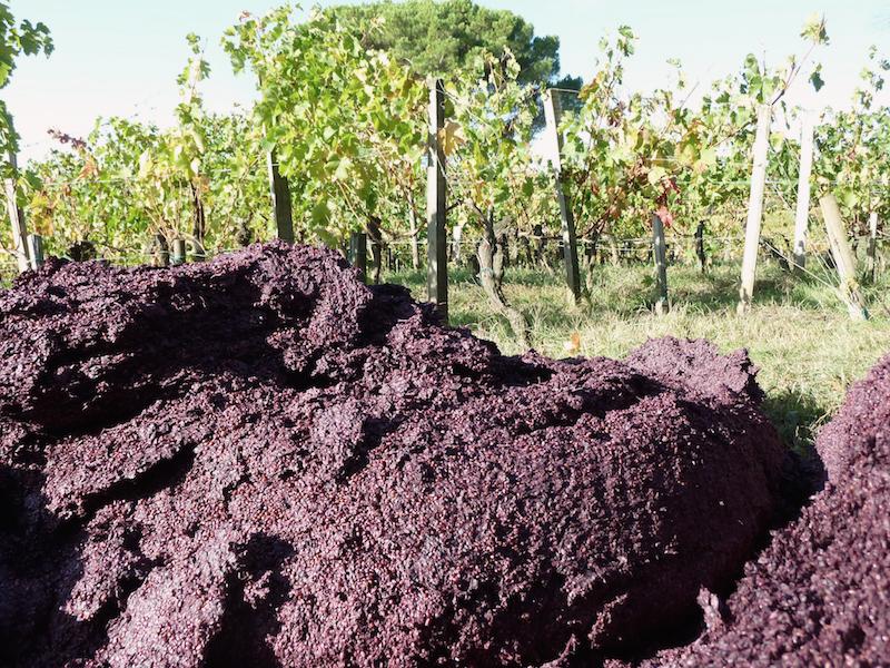 Pomace - Photo: Flickr/dlytle Pomace - Photo: Flickr/dlytle