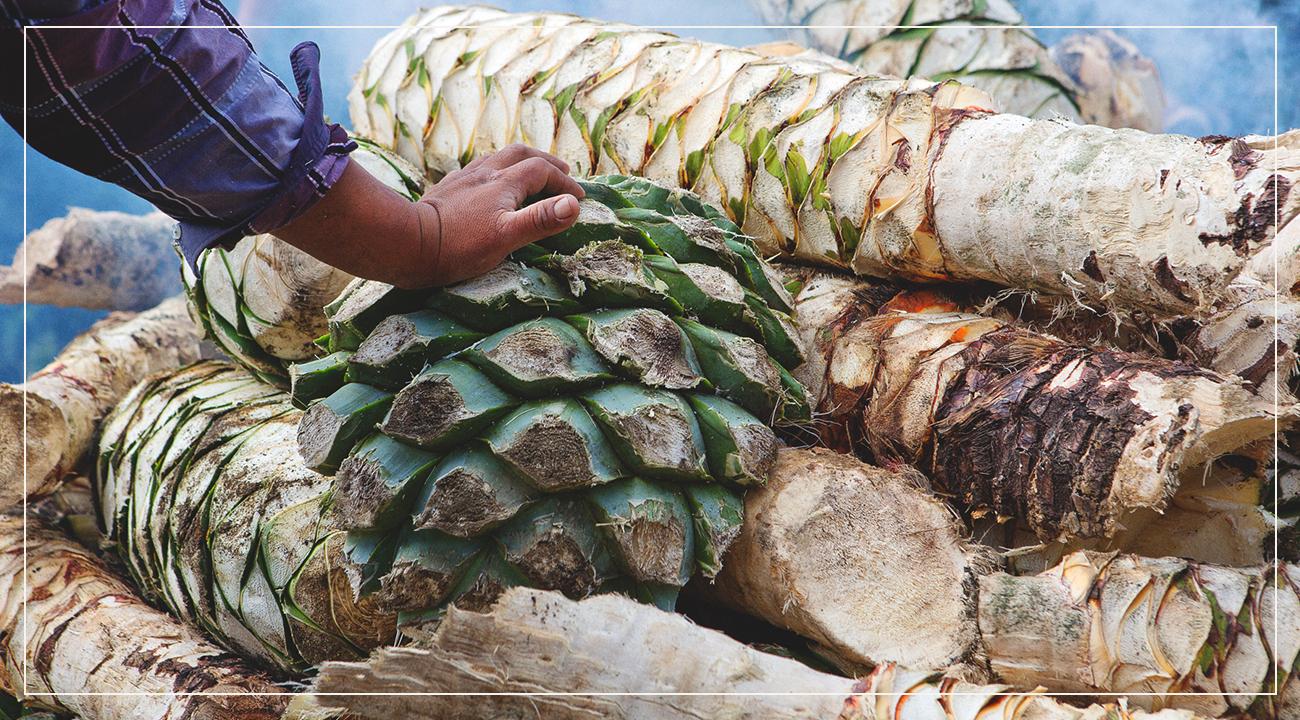 Agave