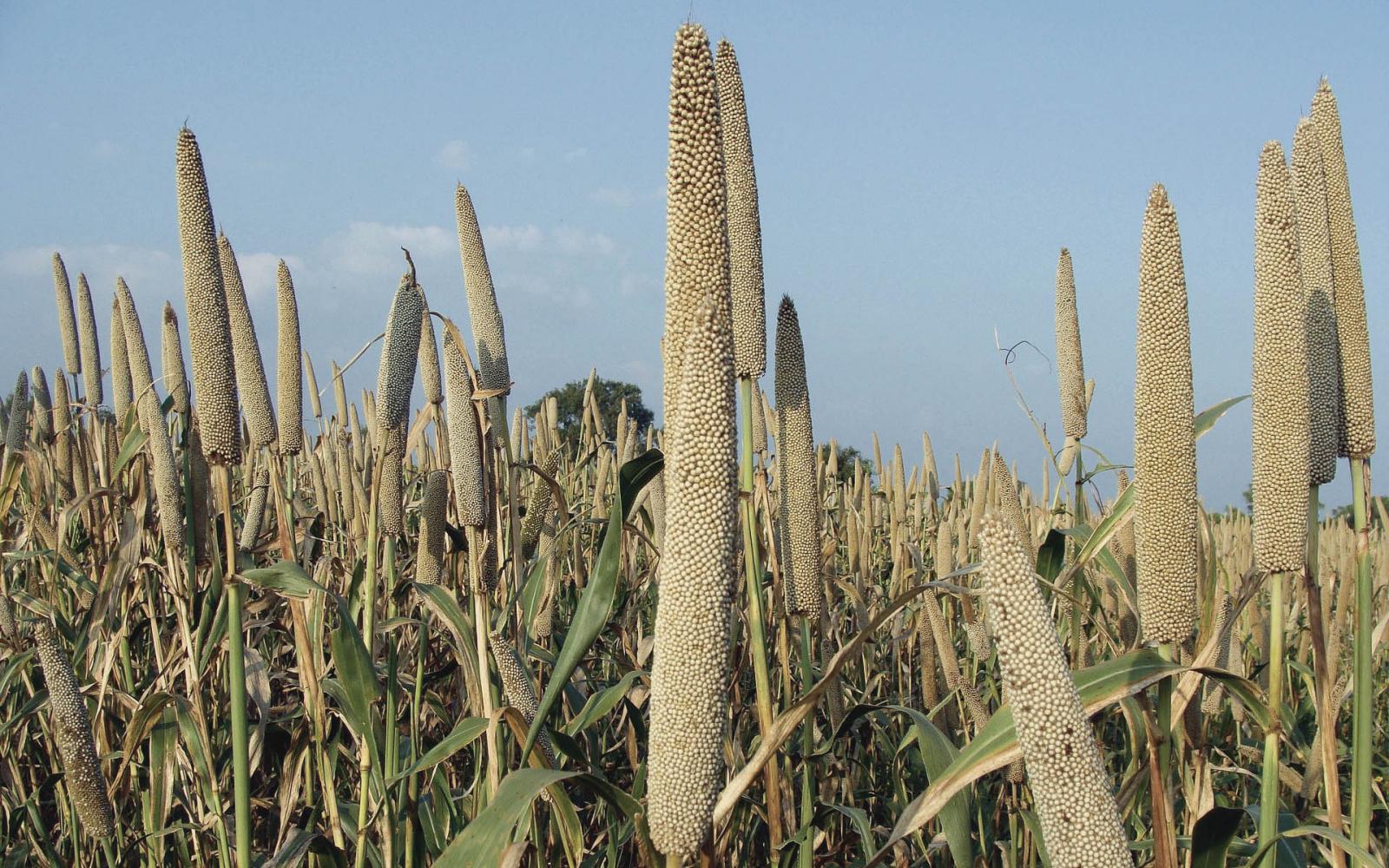 Millet Field Millet Field