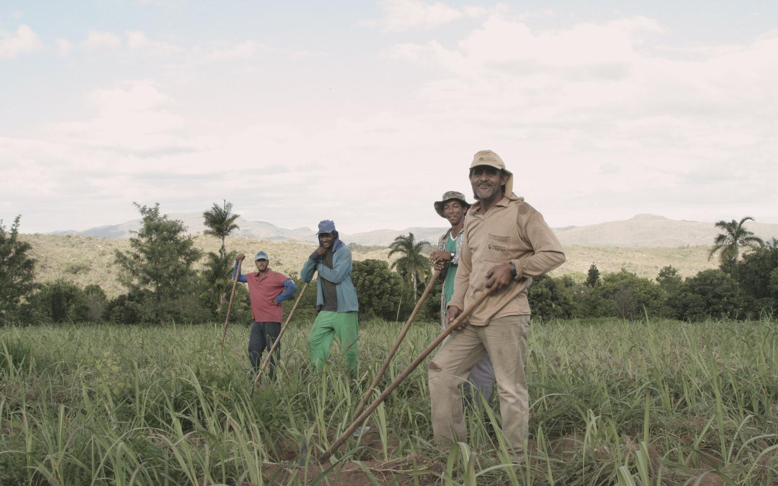 Workers harvesting sugarcane on a plantation in Brazil. -Photo: Facebook/Abelha Cachaca Workers harvesting sugarcane on a plantation in Brazil. -Photo: Facebook/Abelha Cachaca