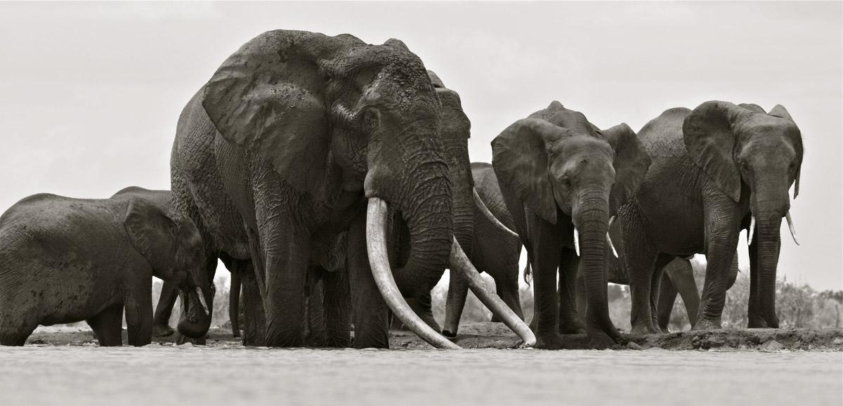 Satao / Photo: Mark Deeble Satao / Photo: Mark Deeble