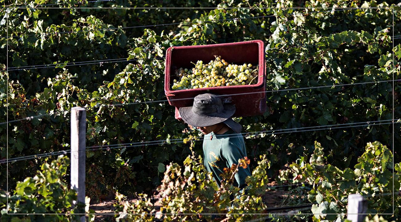 Vineyard Vineyard
