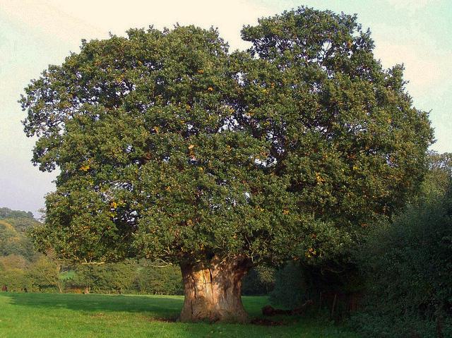 Oak tree / Photo: Flickr - anemoneprojectors Oak tree / Photo: Flickr - anemoneprojectors