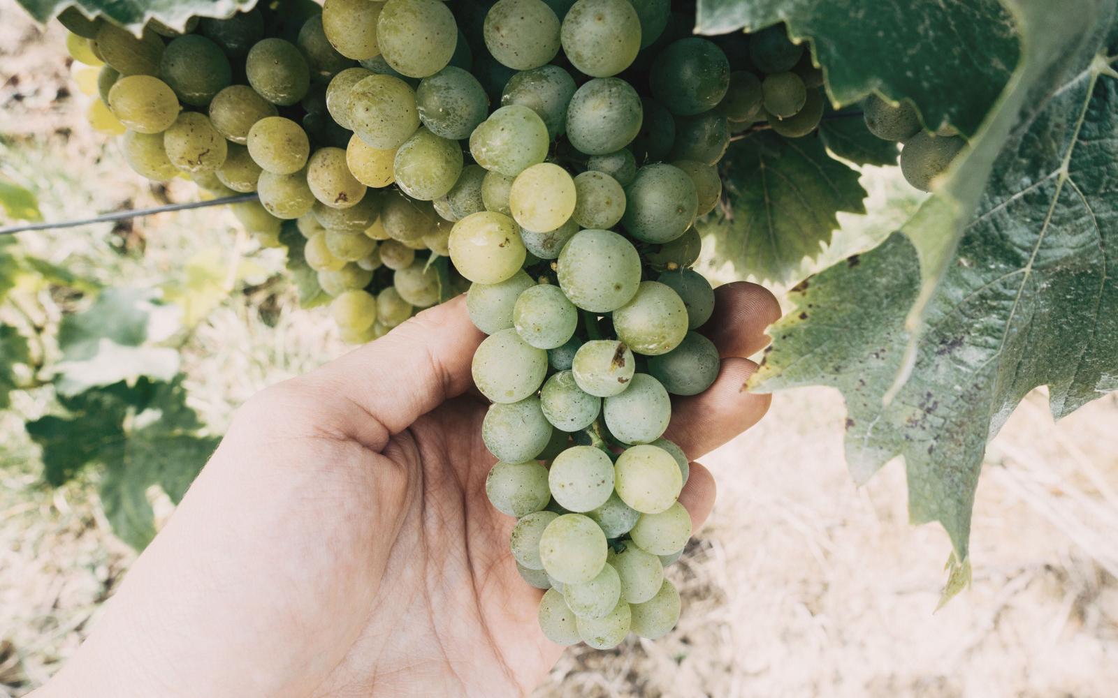 Muscat Grapes of Alexandria Muscat Grapes of Alexandria