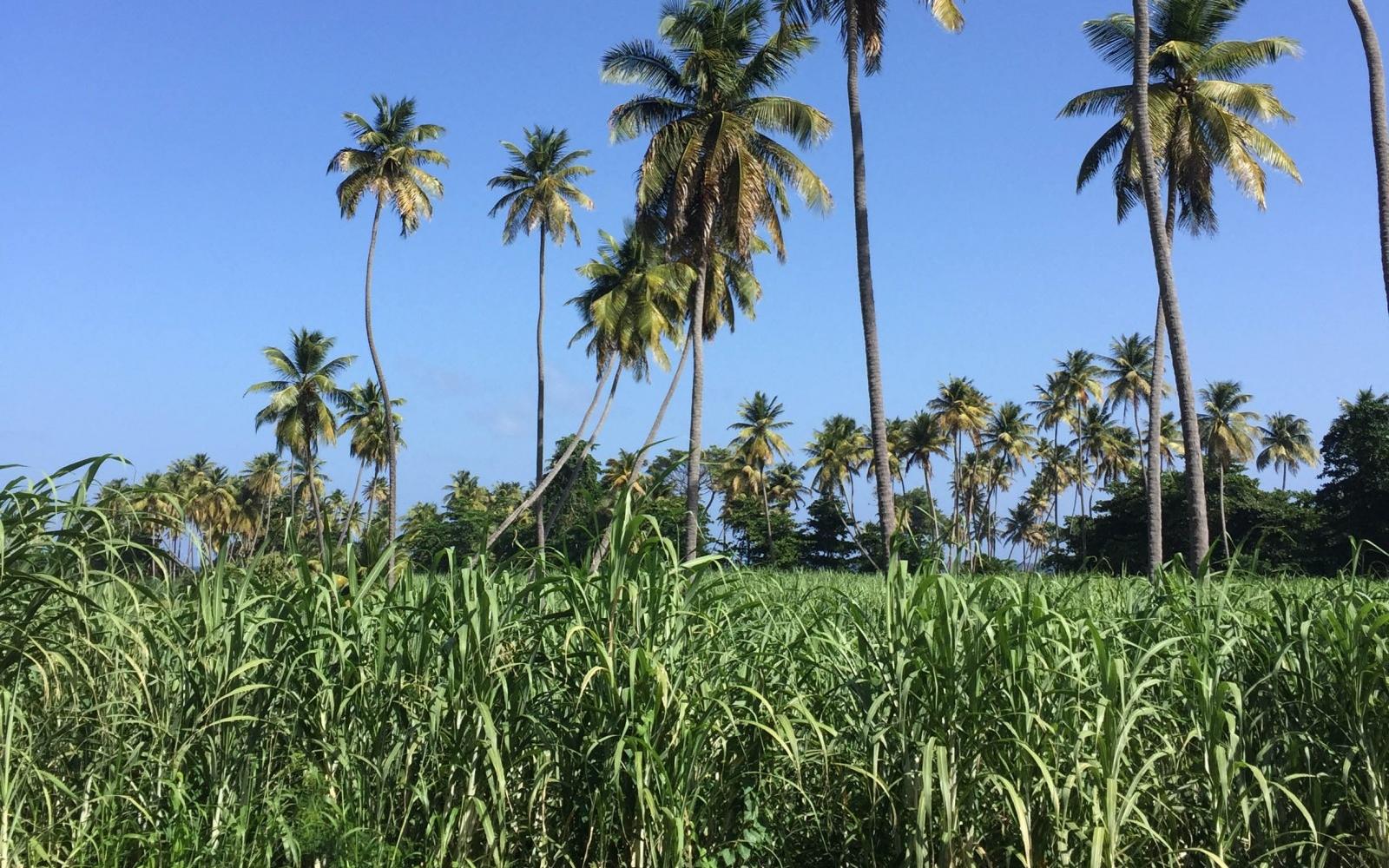 Locally grown sugarcane Locally grown sugarcane