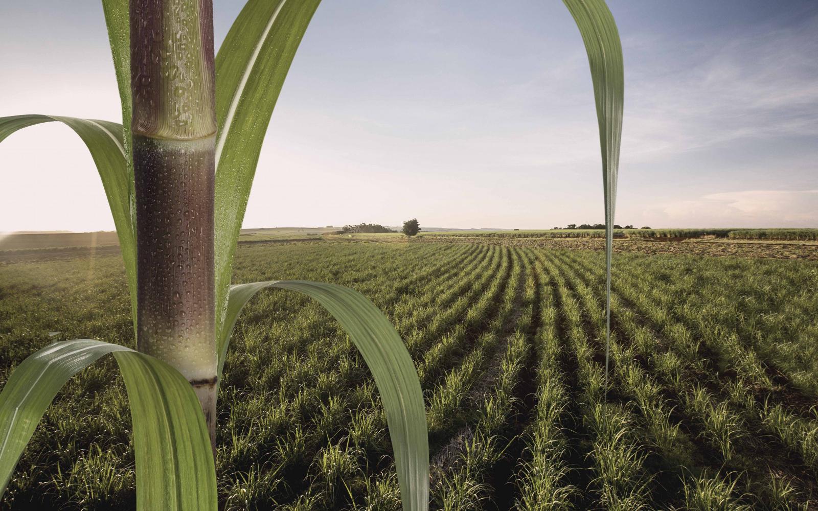 Sugarcane Field Sugarcane Field