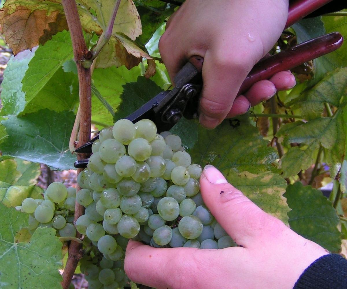 Picolit Grapes - Photo: Wikipedia Picolit Grapes - Photo: Wikipedia
