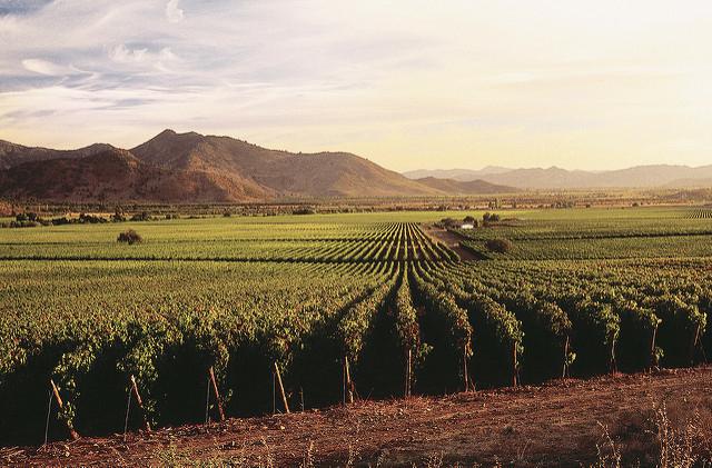 Vineyards in Chile - Photo: Flickr/caliterra Vineyards in Chile - Photo: Flickr/caliterra