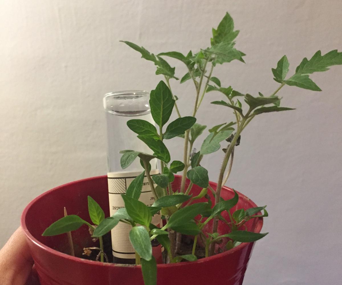 This method holds water, I promise. - Photo by Nina M. Flaviar vial watering device
