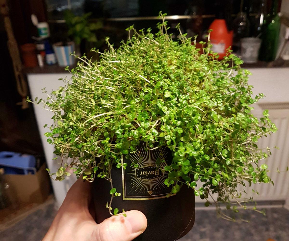 They really grow on you, don't they? - Photo by Benjamin W Tasting box veggies