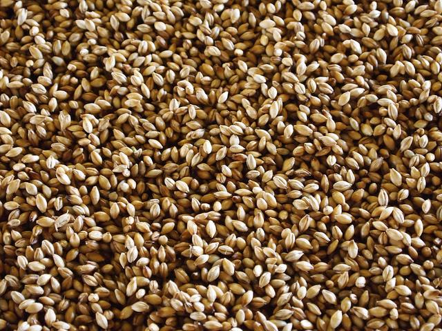 Barley - Photo: Flickr / emmajane Barley - Photo: Flickr / emmajane