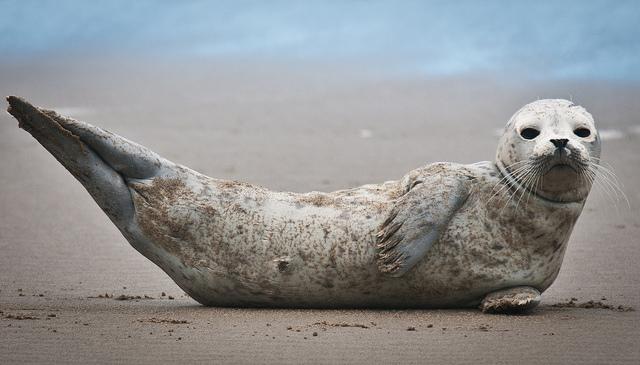 This is seal for thanks! - Photo: Flickr/nwcouncil This is seal for thanks! - Photo: Flickr/nwcouncil