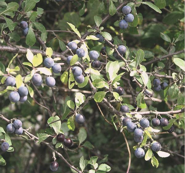 Sloe Barries Photo: Wikimedia